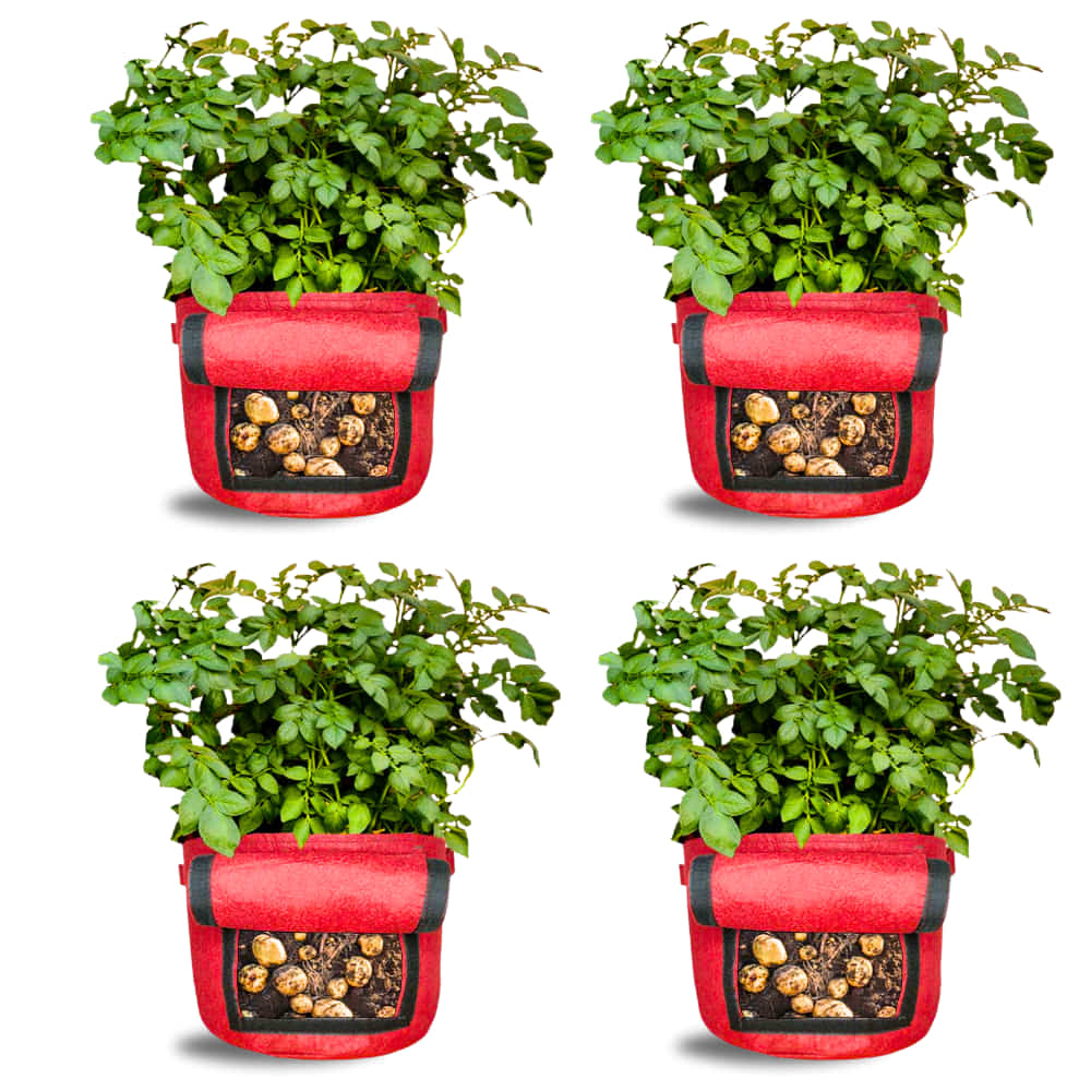 Geo Fabric 15X12 Potato Grow Bag With Harvest Window For Terrace Gardening Suitable For Vegetable and Flower Plants - Image 11