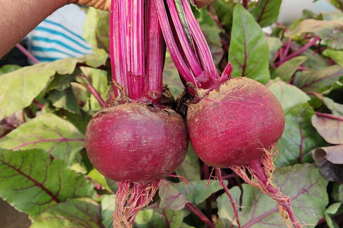 Beetroot (chukandar) Seeds - 150 Seeds (चुकंदर के बीज) - Image 3