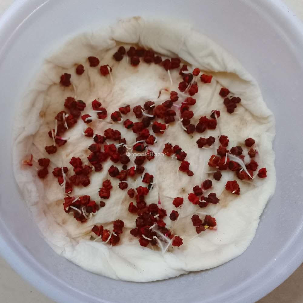 Beetroot (chukandar) Seeds - 150 Seeds (चुकंदर के बीज) - Image 5