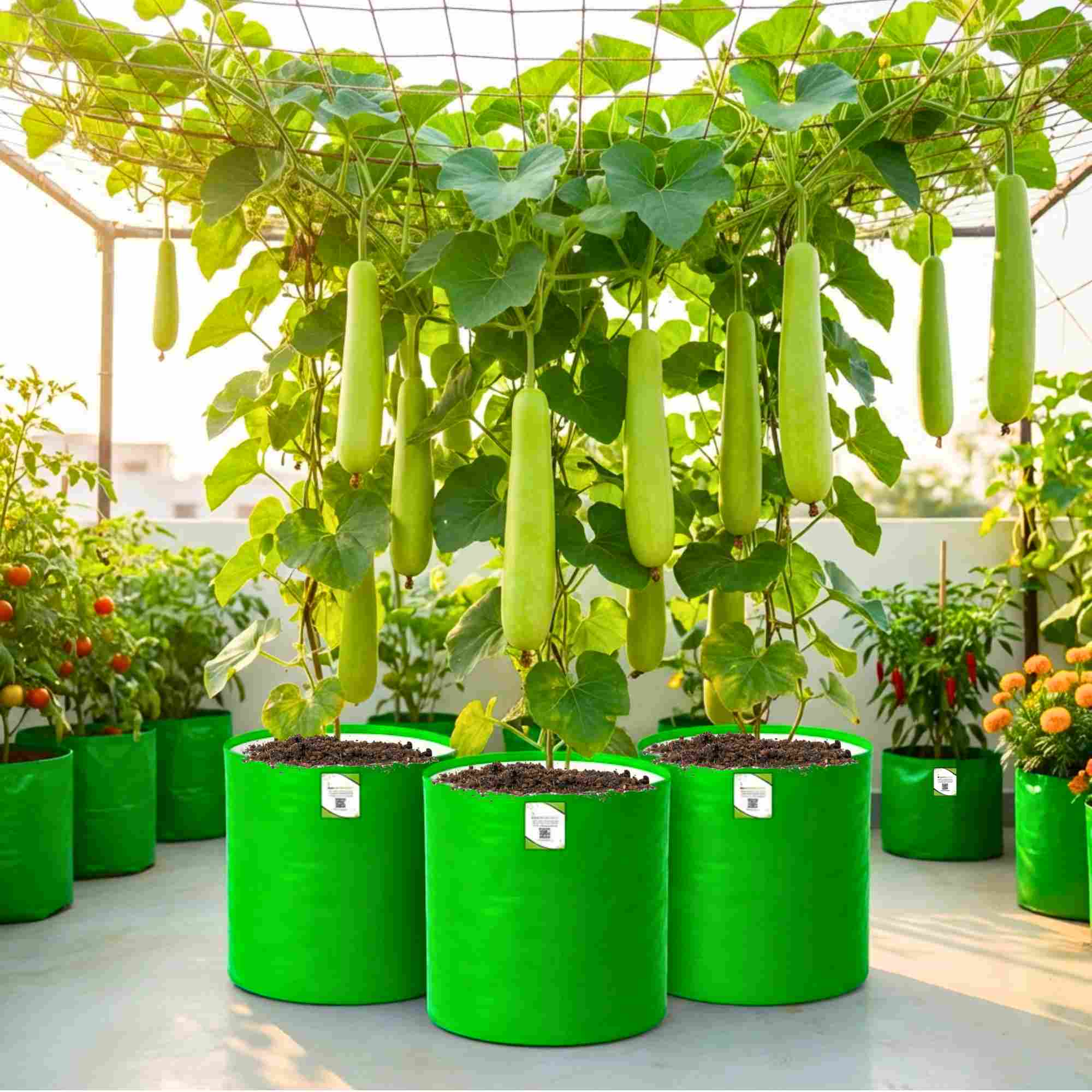 Bottle Gourd (Lauki / Ghiya) Long Seeds - 12 Seeds (लौकी के बीज) Easy To grow, High Germination, High Yield, Perfect Seeds for Terrace gardening - Image 3