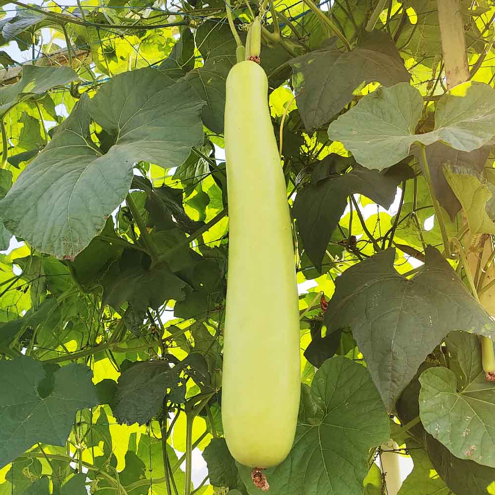 Bottle Gourd (Lauki / Ghiya) Long Seeds - 12 Seeds (लौकी के बीज) Easy To grow, High Germination, High Yield, Perfect Seeds for Terrace gardening - Image 4