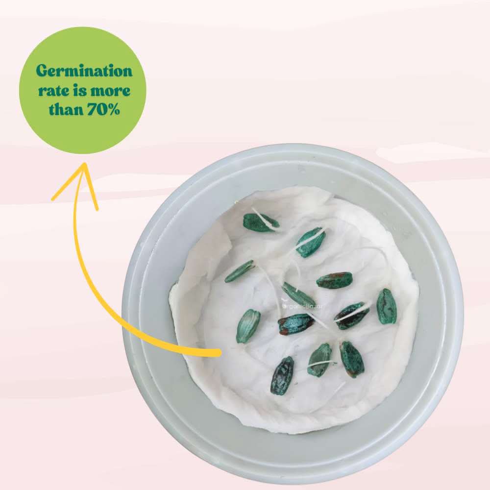 Bottle Gourd (Lauki / Ghiya) Long Seeds - 12 Seeds (लौकी के बीज) Easy To grow, High Germination, High Yield, Perfect Seeds for Terrace gardening - Image 6