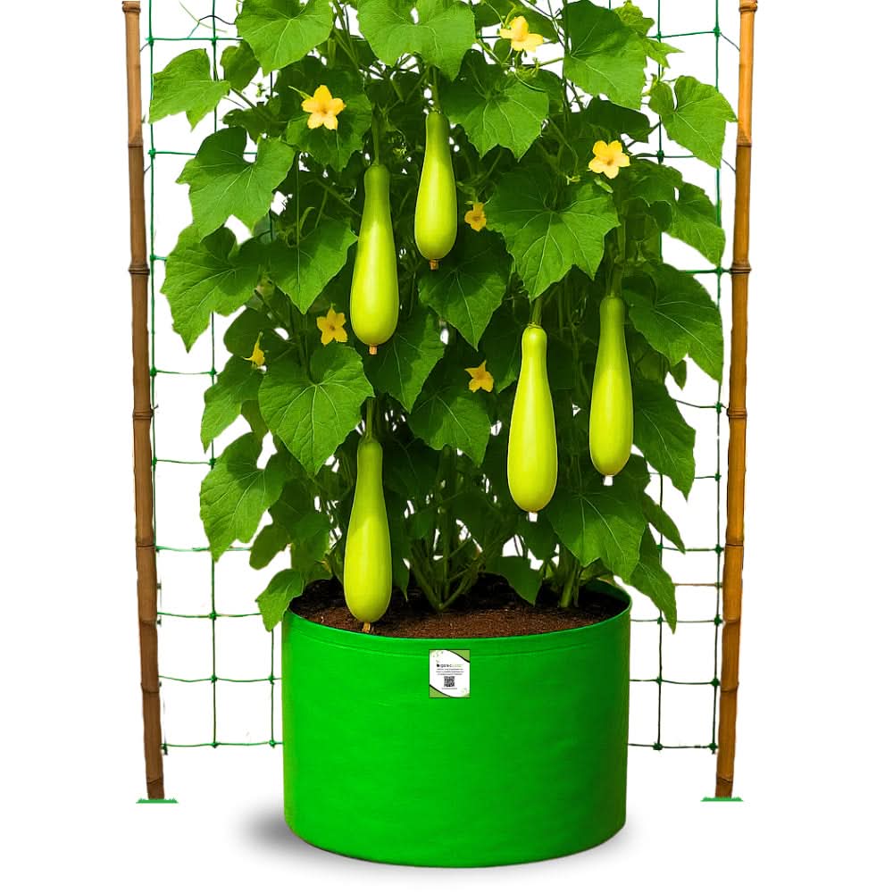 Bottle Gourd (Lauki / Ghiya) Long Seeds - 12 Seeds (लौकी के बीज) Easy To grow, High Germination, High Yield, Perfect Seeds for Terrace gardening - Image 7