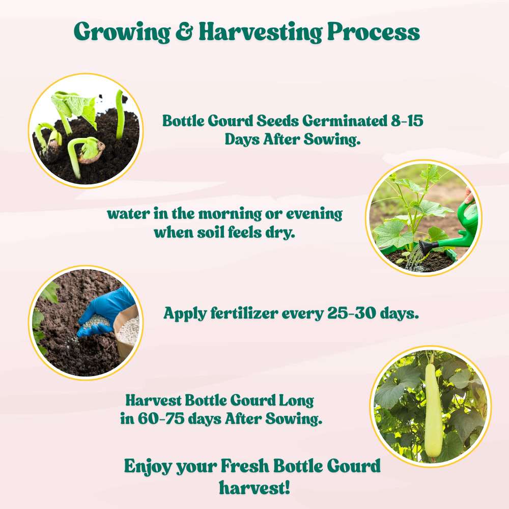 Bottle Gourd (Lauki / Ghiya) Long Seeds - 12 Seeds (लौकी के बीज) Easy To grow, High Germination, High Yield, Perfect Seeds for Terrace gardening - Image 9