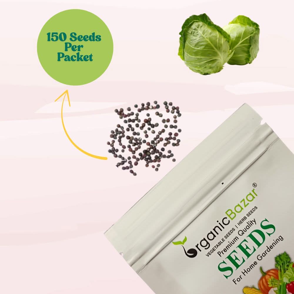 Cabbage (Patta Gobhi) Seeds  - 150 Seeds (Hari Patta Gobhi/हरी पत्ता गोभी के बीज) High Germination / Easy to Grow / Ideal for Terrace/Kitchen Gardening - Image 3