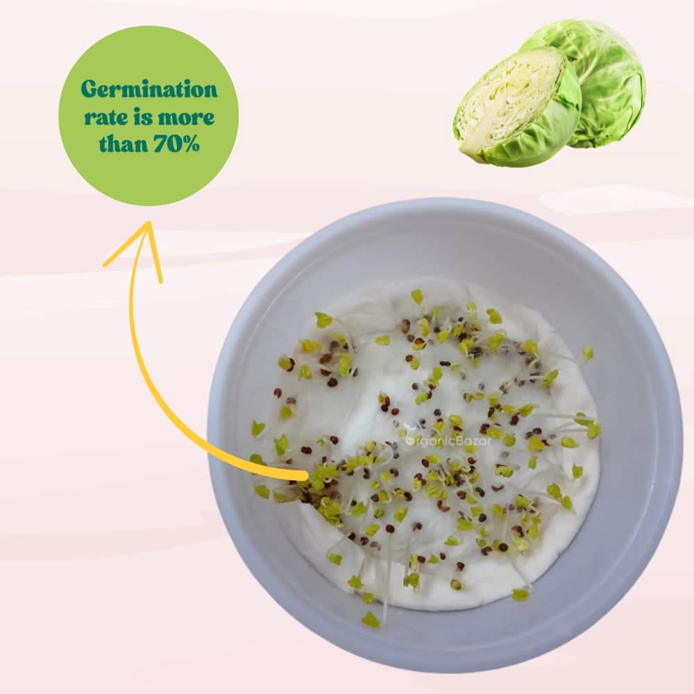 Cabbage (Patta Gobhi) Seeds  - 150 Seeds (Hari Patta Gobhi/हरी पत्ता गोभी के बीज) High Germination / Easy to Grow / Ideal for Terrace/Kitchen Gardening - Image 4