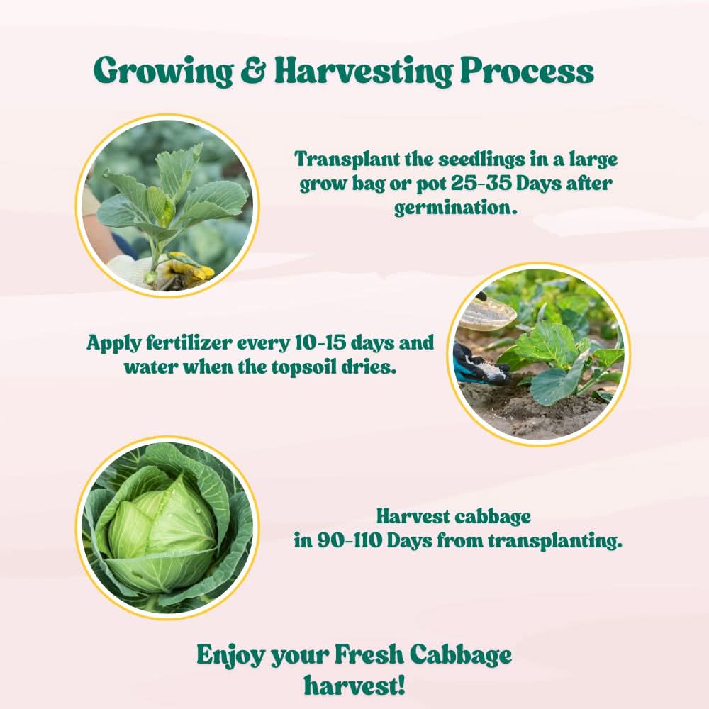 Cabbage (Patta Gobhi) Seeds  - 150 Seeds (Hari Patta Gobhi/हरी पत्ता गोभी के बीज) High Germination / Easy to Grow / Ideal for Terrace/Kitchen Gardening - Image 6