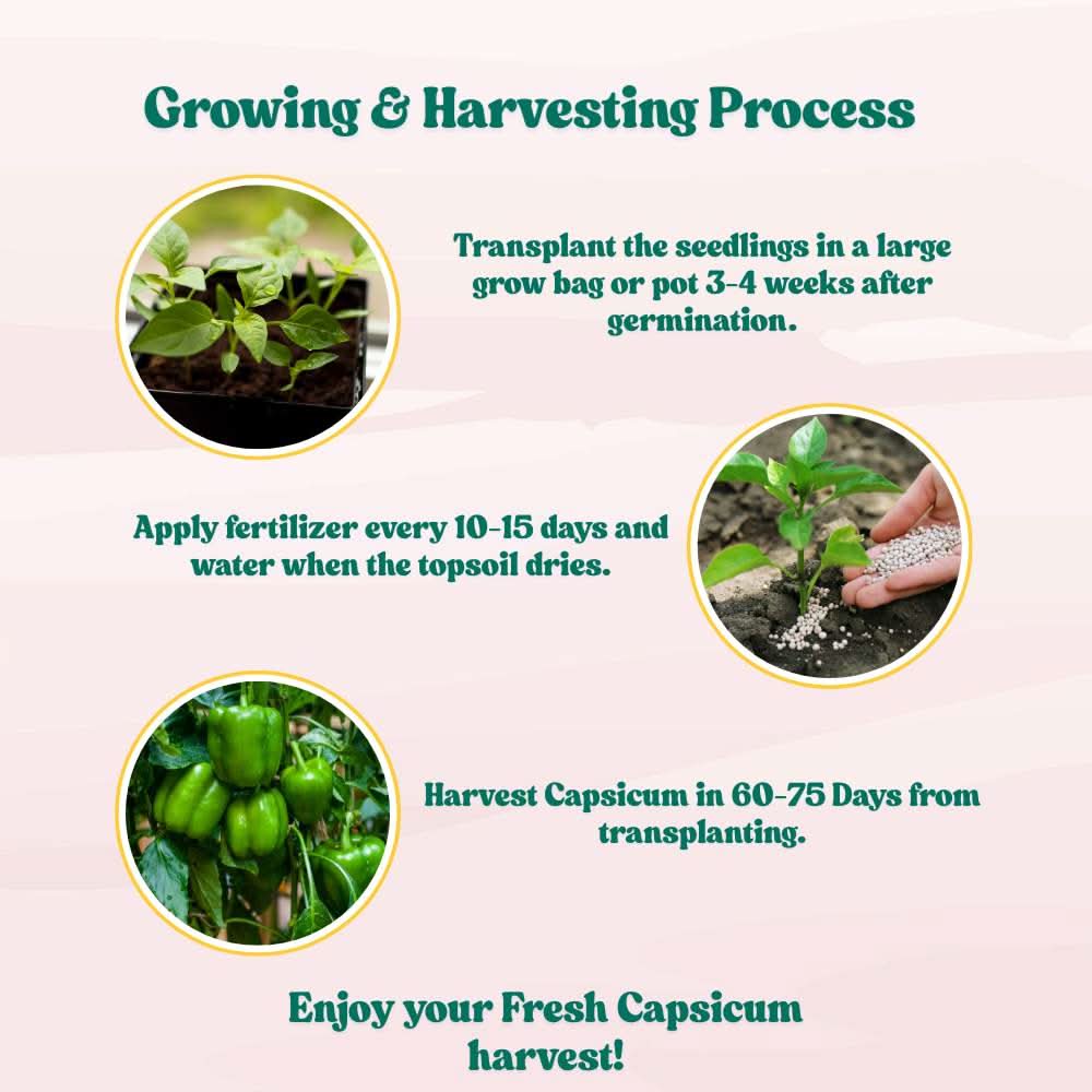 Capsicum (Hari Shimla Mirch) Seeds F1 Hybrid - (30 Seeds) High Yield | High Germination | Best for Home Gardens (हरी शिमला मिर्च के बीज) - Image 8