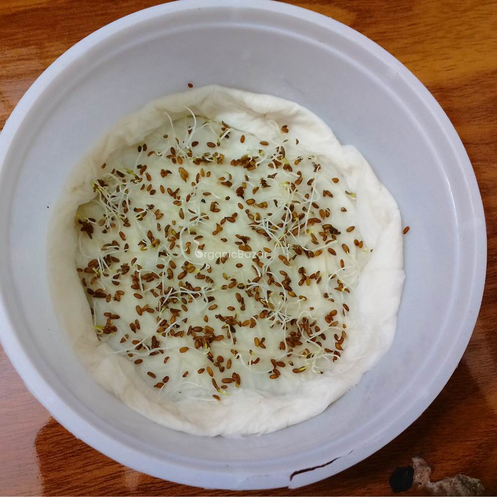 Carrot Orange Seeds - 1000 Seeds (Gajar/गाजर के बीज) - Image 5