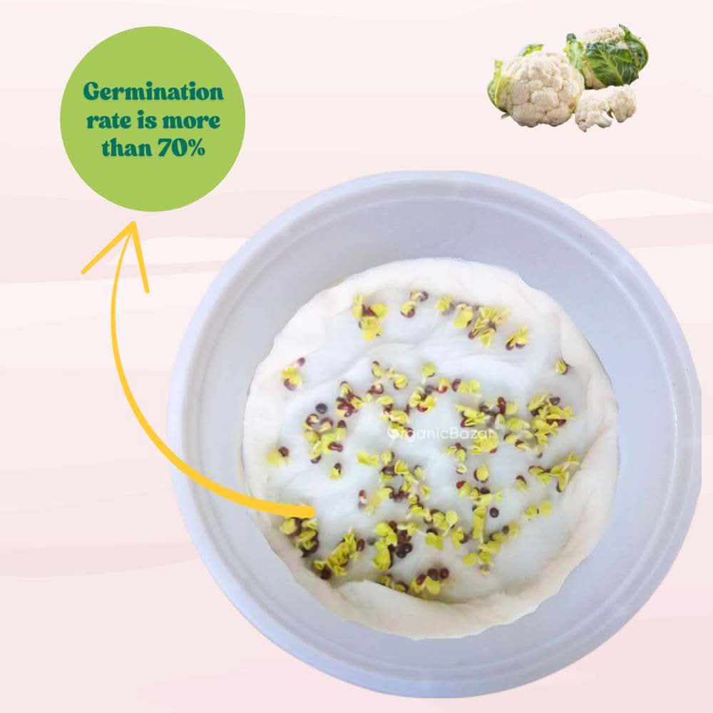 Cauliflower Seeds - 150 Seeds (Phool Gobhi/फूलगोभी के बीज) High Germination /Easy to Grow/Ideal for Terrace/Kitchen Gardening - Image 4