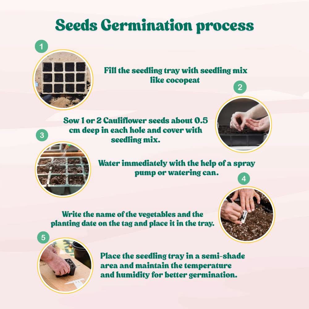 Cauliflower Seeds - 150 Seeds (Phool Gobhi/फूलगोभी के बीज) High Germination /Easy to Grow/Ideal for Terrace/Kitchen Gardening - Image 5