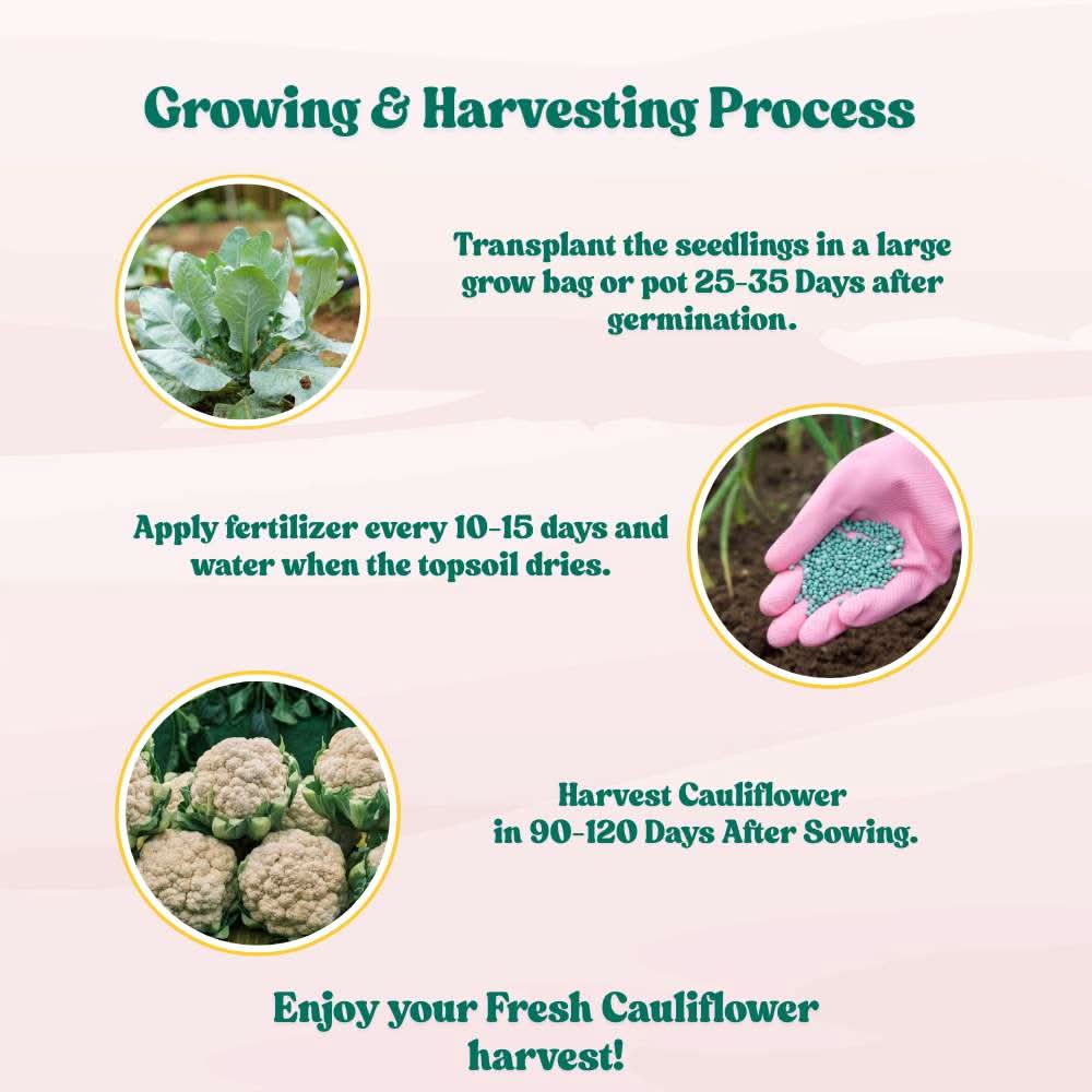 Cauliflower Seeds - 150 Seeds (Phool Gobhi/फूलगोभी के बीज) High Germination /Easy to Grow/Ideal for Terrace/Kitchen Gardening - Image 6