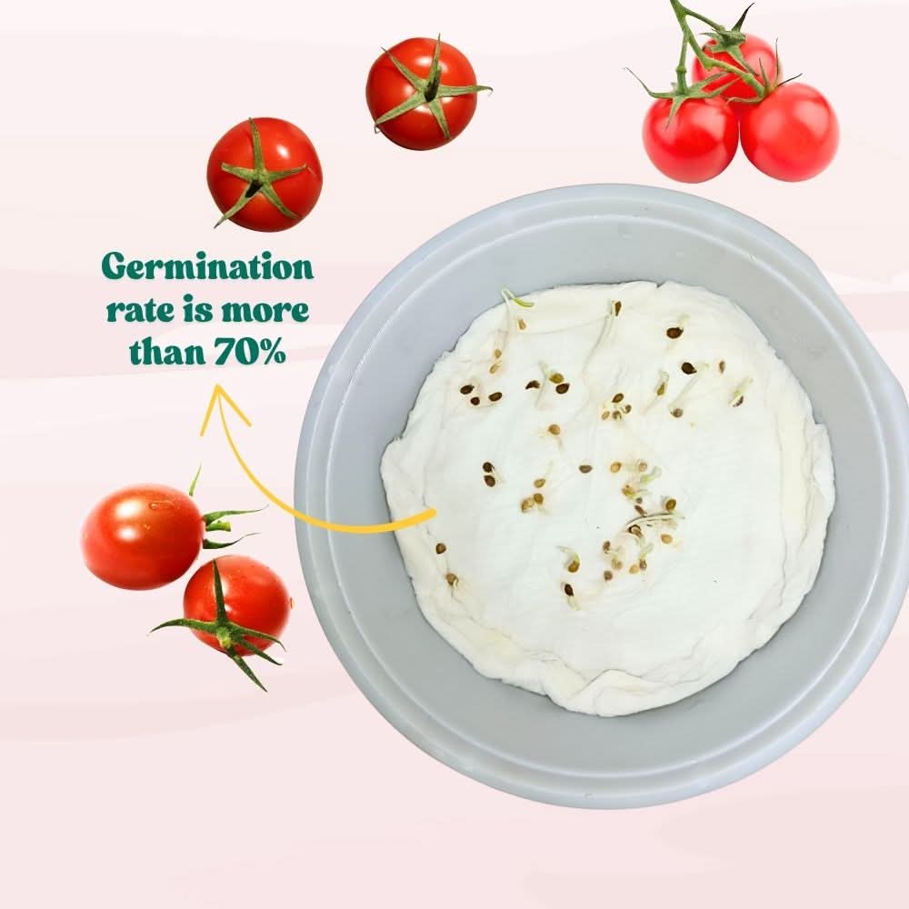 Cherry Tomato Seeds - 50 Seeds (Cherry Tamatar/चेरी टमाटर के बीज) High Germination, Juicy & Flavorful - Image 6