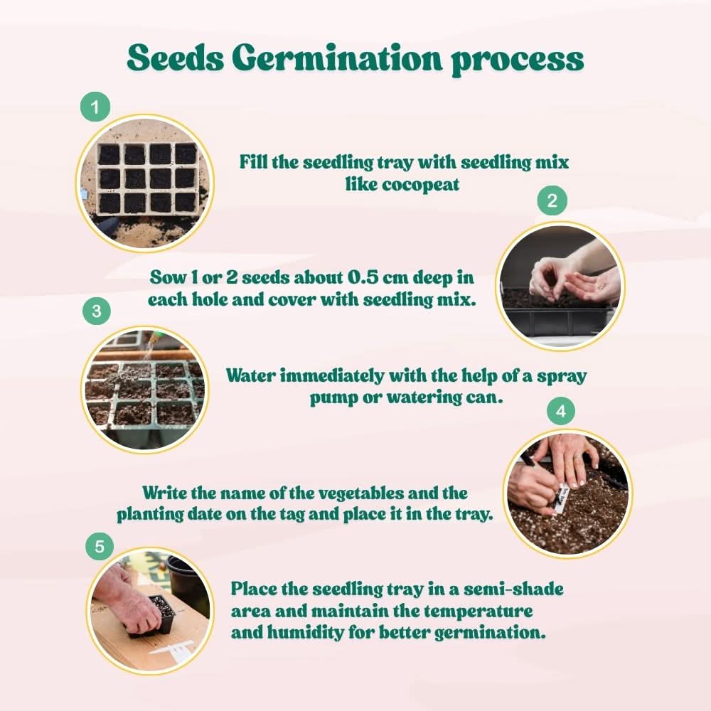 Cherry Tomato Seeds - 50 Seeds (Cherry Tamatar/चेरी टमाटर के बीज) High Germination, Juicy & Flavorful - Image 7