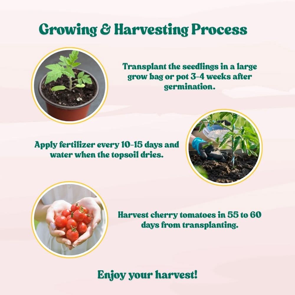 Cherry Tomato Seeds - 50 Seeds (Cherry Tamatar/चेरी टमाटर के बीज) High Germination, Juicy & Flavorful - Image 8