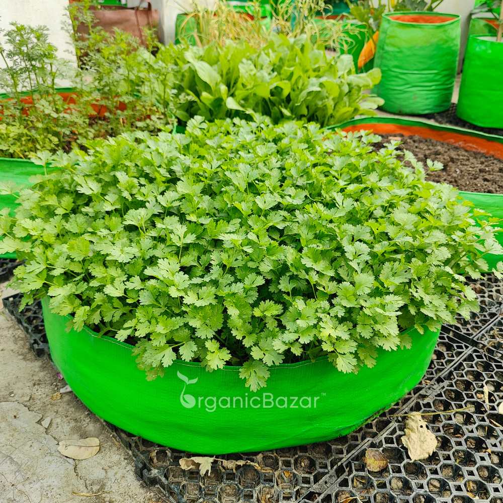 Coriander (Dhaniya) Seeds - 1000 Seeds (धनिया के बीज) - Image 3