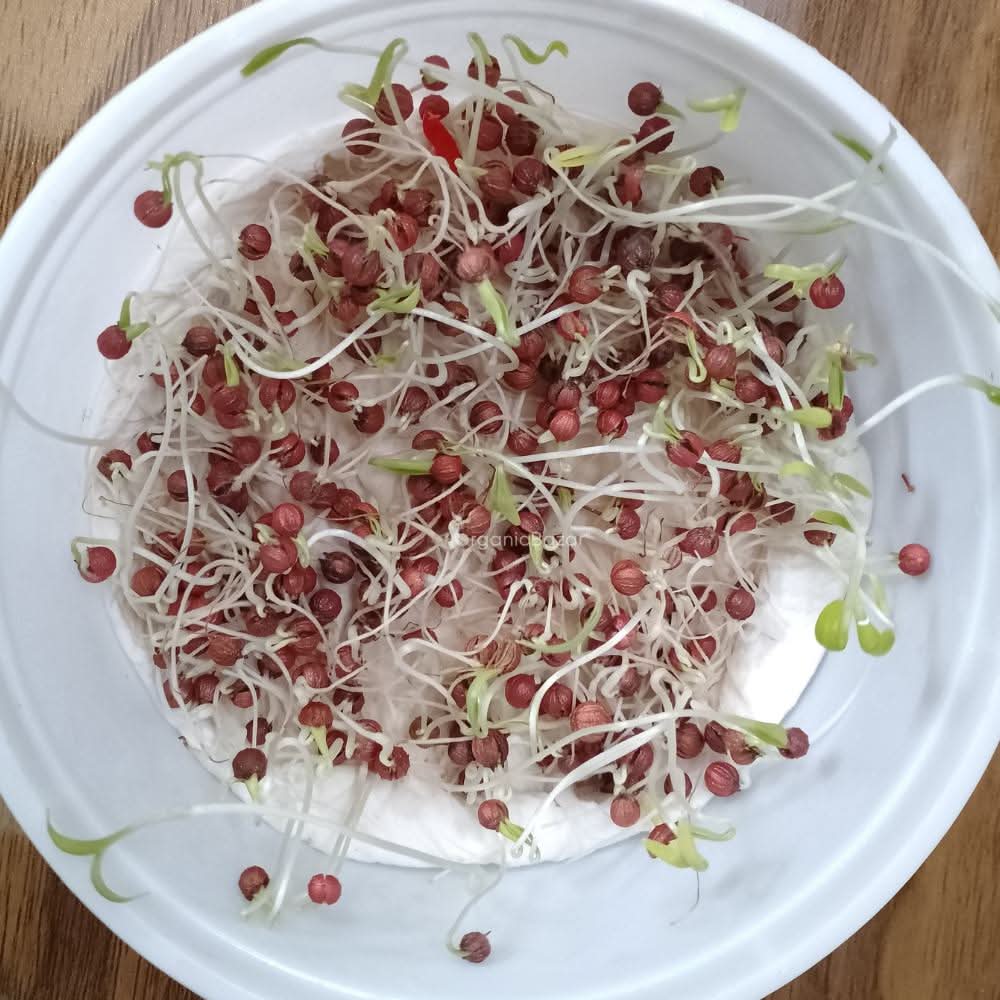 Coriander (Dhaniya) Seeds - 1000 Seeds (धनिया के बीज) - Image 6