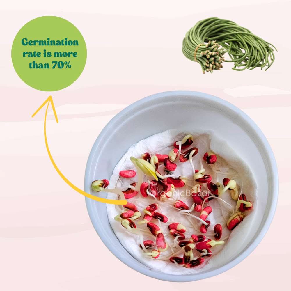 Cowpea (Lobia Beans) Seeds - 50 Seeds  (Barbati/ लोबिया/बरबटी के बीज) High Germination, Easy to Grow, High Yield Seeds For Terrace Gardening - Image 4