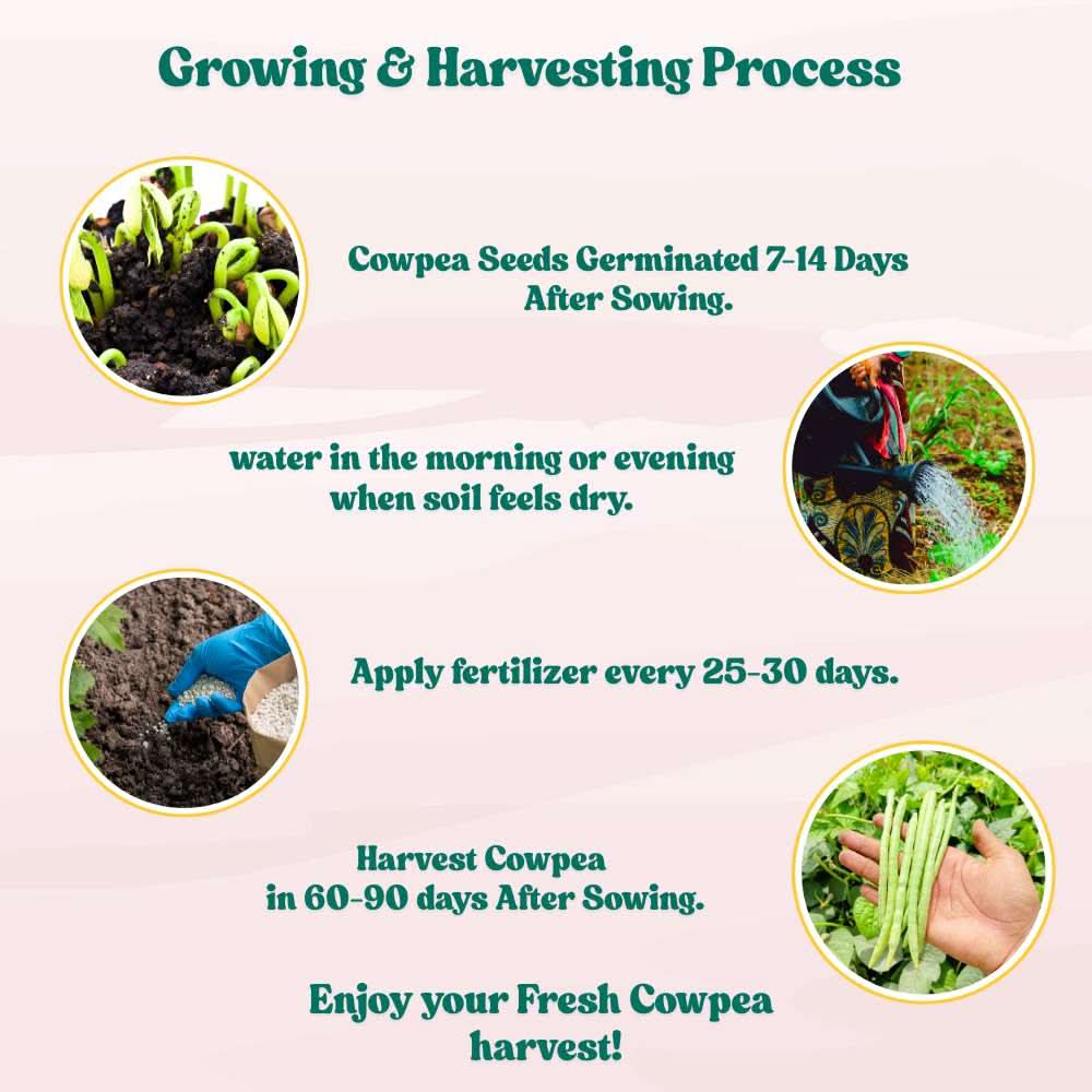Cowpea (Lobia Beans) Seeds - 50 Seeds  (Barbati/ लोबिया/बरबटी के बीज) High Germination, Easy to Grow, High Yield Seeds For Terrace Gardening - Image 6