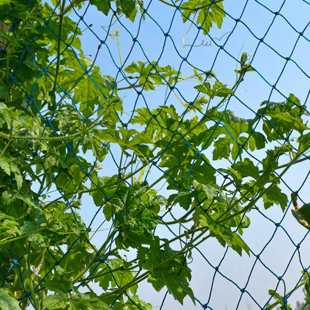 Creeper Plant Support Net – 1.5m x 5m | Heavy-Duty Blue Climbing Net for Creepers & Vines - Image 4