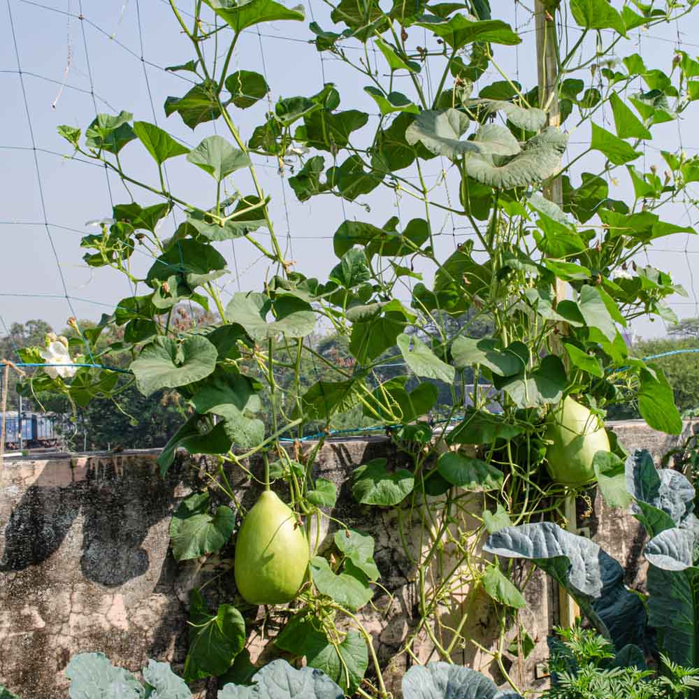 Creeper Plant Support Net – 1.5m x 5m | Heavy-Duty Blue Climbing Net for Creepers & Vines - Image 6