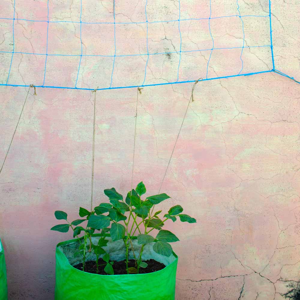 Creeper Plant Support Net – 1.5m x 5m | Heavy-Duty Blue Climbing Net for Creepers & Vines - Image 7