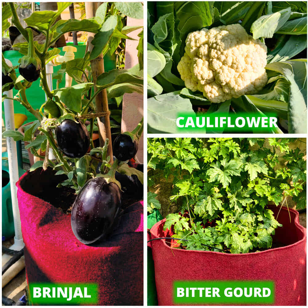 Geo Fabric 12x12 Grow Bag For Terrace Gardening Suitable For Vegetable and Flower Plants - Image 8