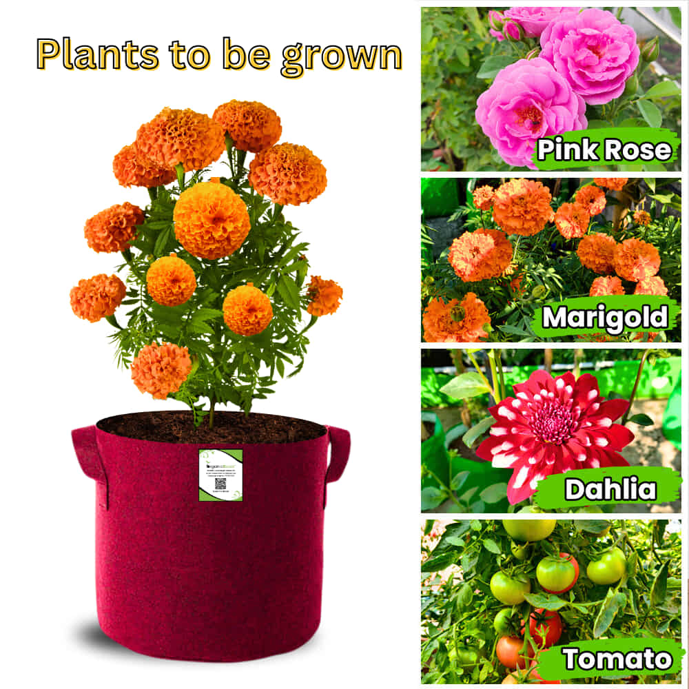 Geo Fabric 15x15 Grow Bag For Terrace Gardening Suitable For Vegetable and Flower Plants - Image 10