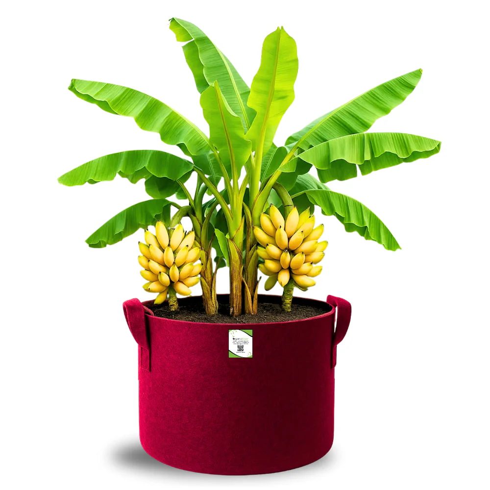 OragnicBazar Geo 24×24 Grow Bag for Home & Terrace Gardening Suitable for Fruit Tree, Premium Geo Fabric 450 GSM Plant Bags - Image 7