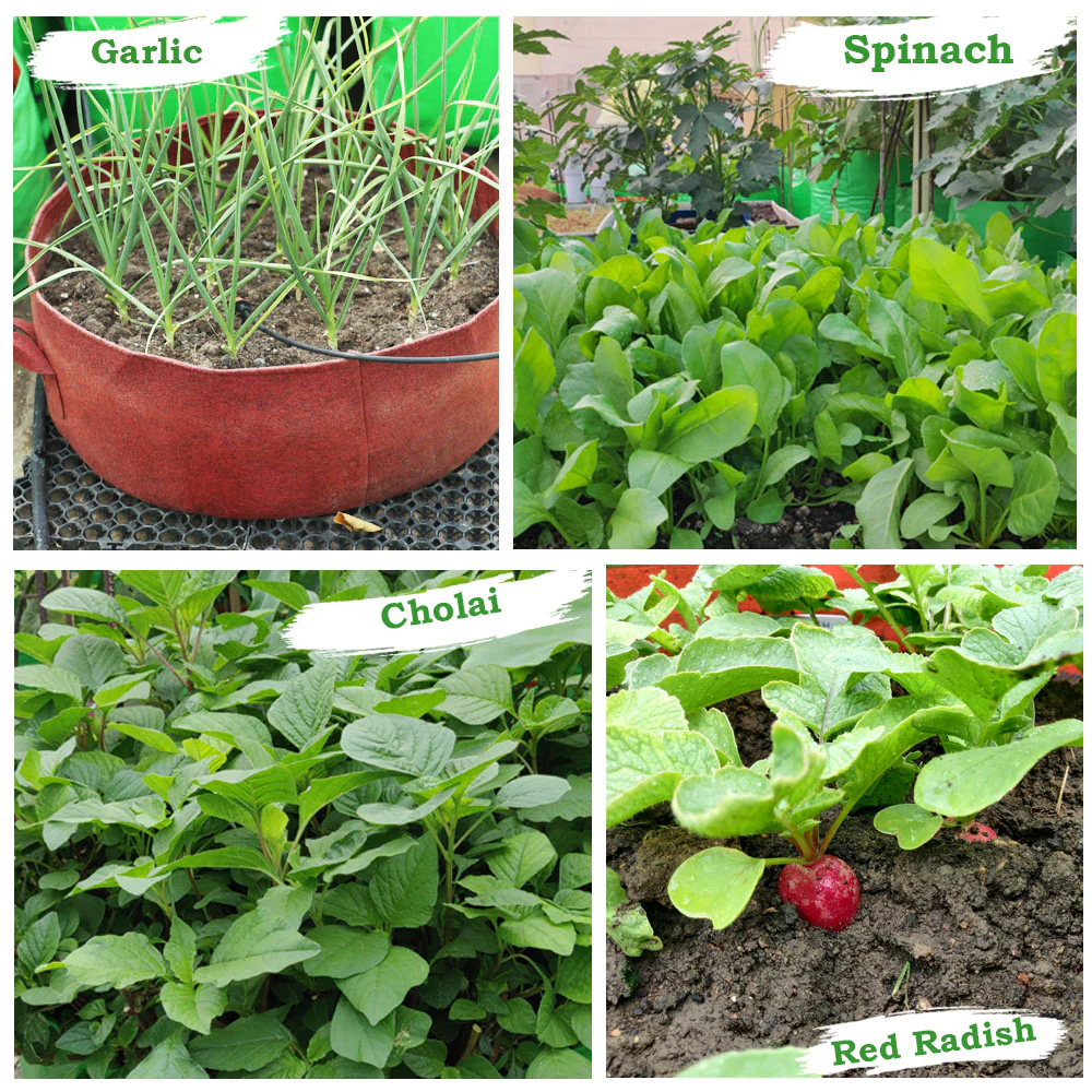 Geo Fabric 24x9 Grow Bag For Terrace Gardening Suitable For Leafy Vegetable and Flower Plants - Image 4