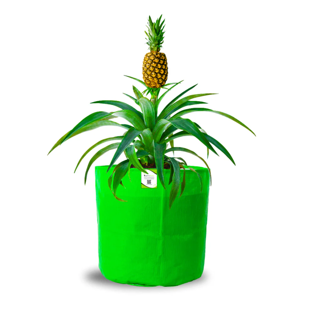 OrganicBazar 15x18 Big Grow Bag for Terrace Garden, Premium HDPE 260 GSM Green Plant Bags - Image 6