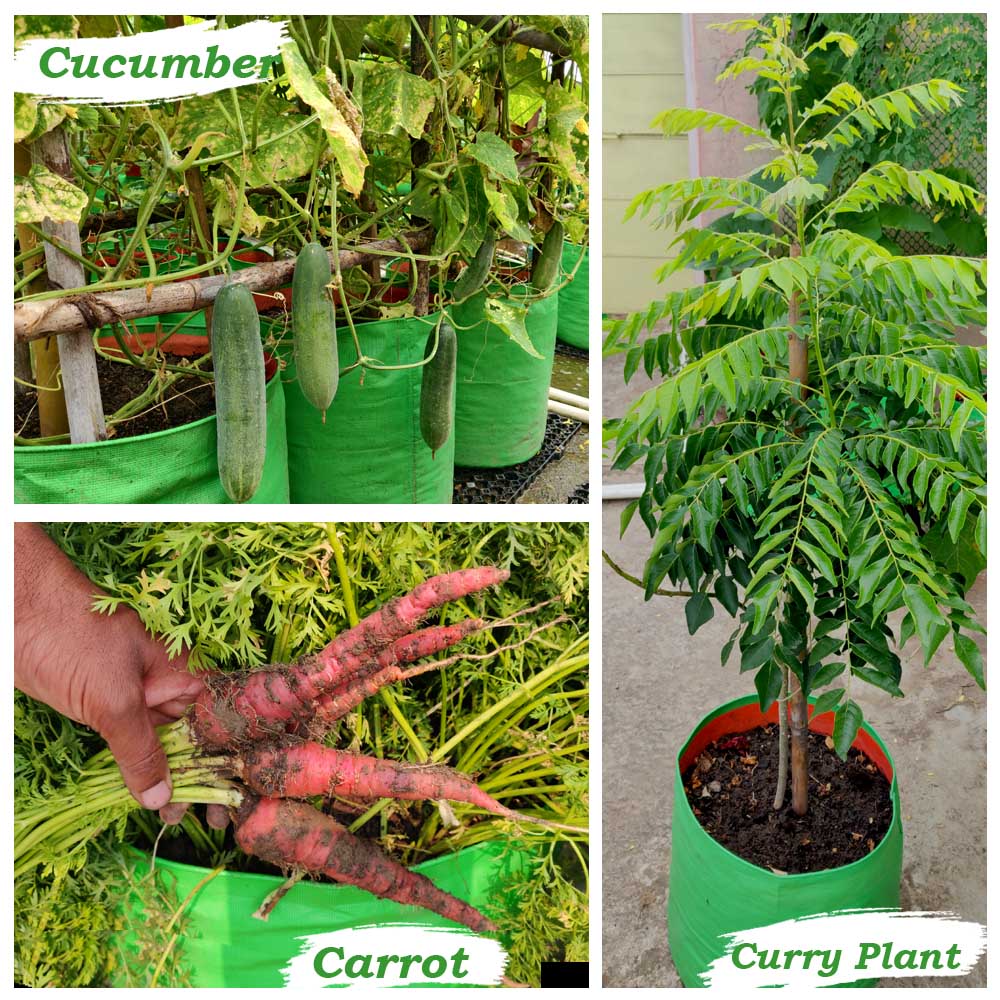 OrganicBazar 15x18 Big Grow Bag for Terrace Garden, Premium HDPE 260 GSM Green Plant Bags - Image 8