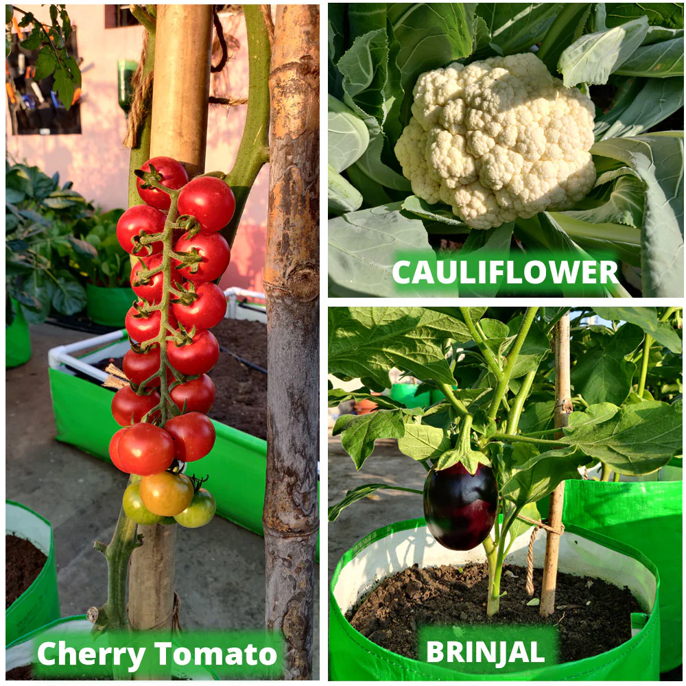 OrganicBazar 15x12 Grow Bag for Vegetable Garden, Premium HDPE 260 GSM Green Plant Bags for Terrace Gardening - Image 10