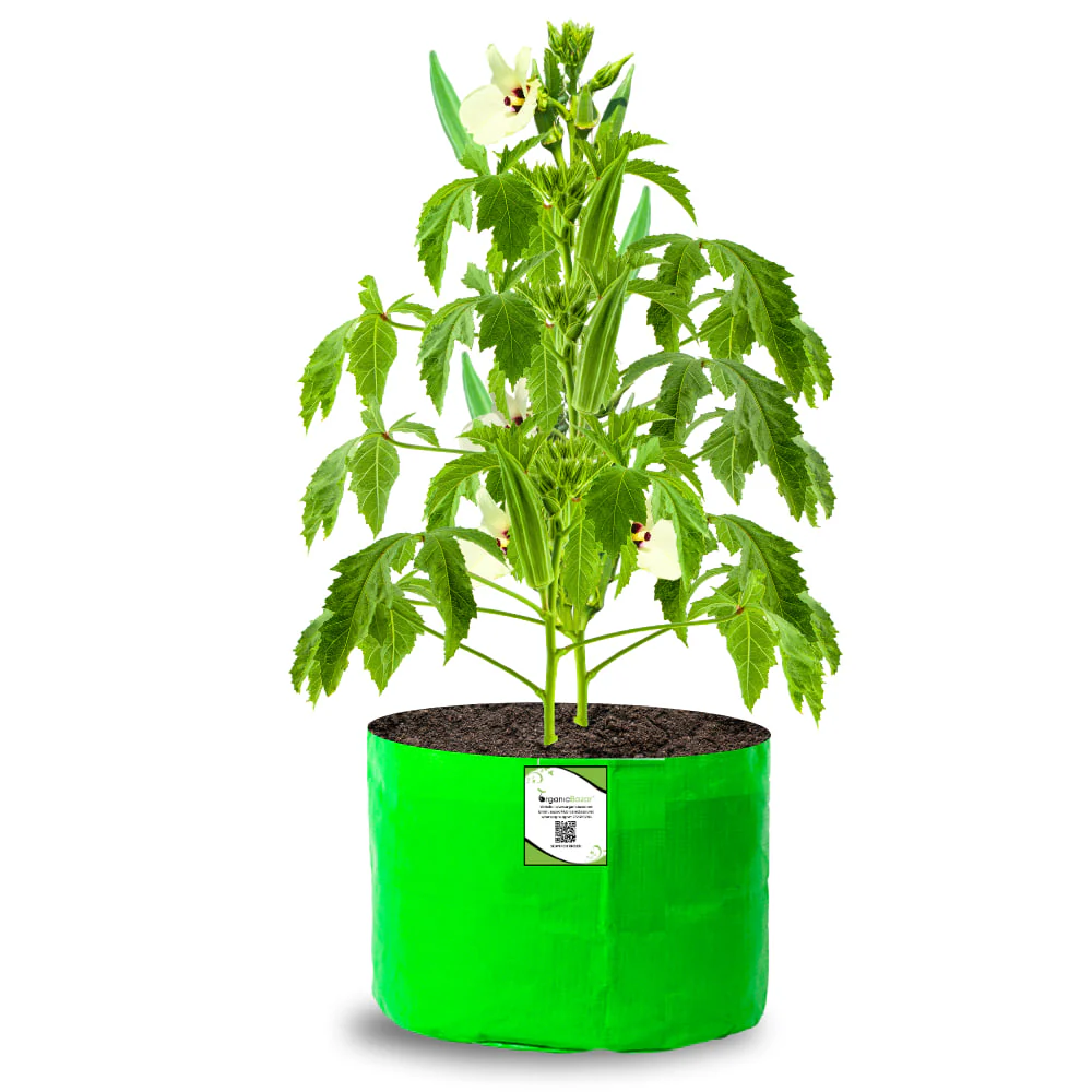 OrganicBazar 15x12 Grow Bag for Vegetable Garden, Premium HDPE 260 GSM Green Plant Bags for Terrace Gardening - Image 7