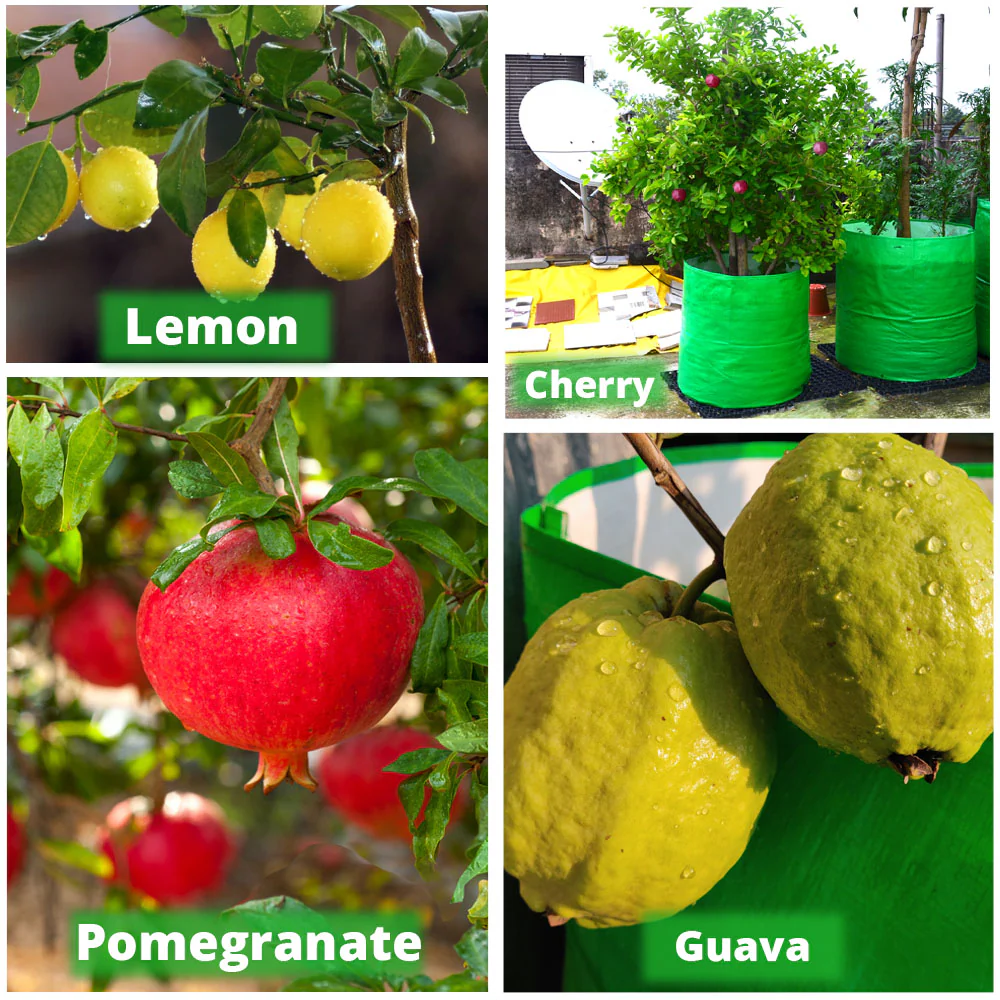 HDPE 18x18 Grow Bags for Terrace Gardening Extra Thick Premium Quality Grow Bags - Image 4