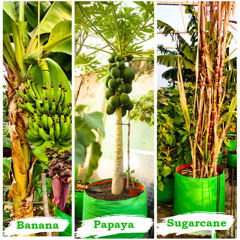 HDPE 24x18 Grow Bags for Terrace Gardening Extra Thick Premium Quality Grow Bags - Image 6