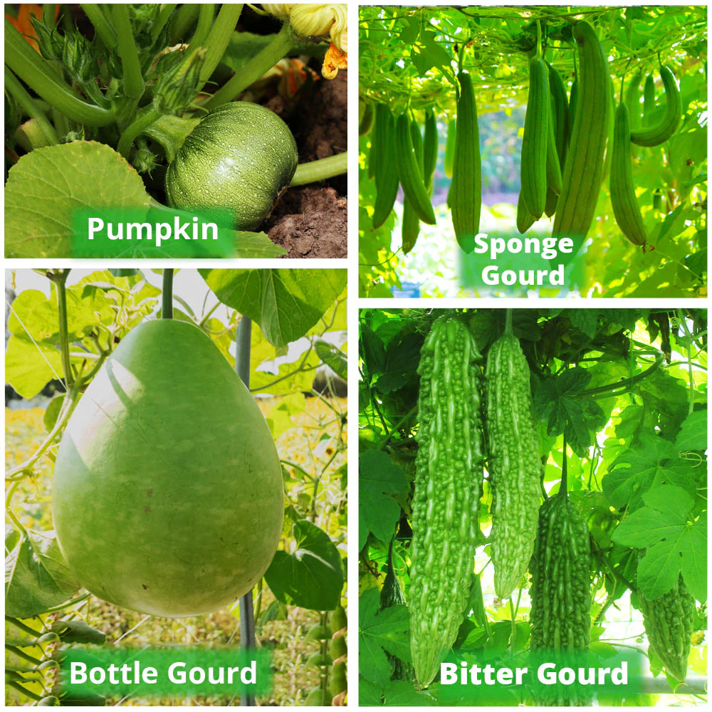 HDPE 24x18 Grow Bags for Terrace Gardening Extra Thick Premium Quality Grow Bags - Image 8