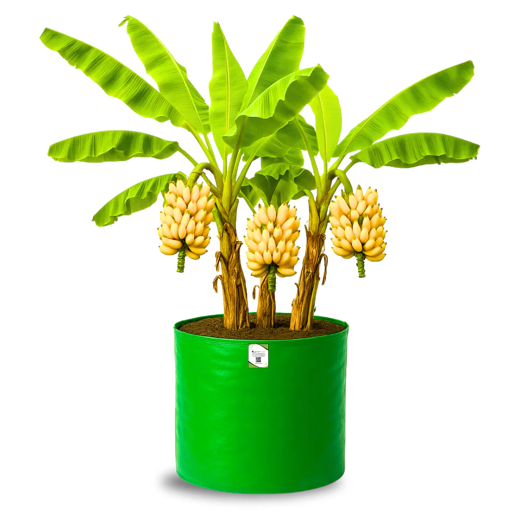 OrganicBazar HDPE 24x24 Big Size Grow Bags for Home Gardening | Plants Bags for Fruits, Vegetables, & Flowers | Round Green Planting Bags | 260 GSM Garden Growing Bag - Image 4