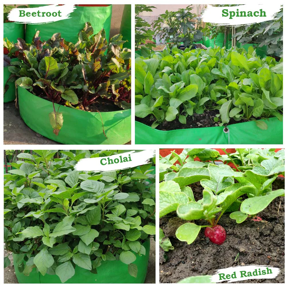 OrganicBazar 24x9 Grow Bag for Leafy Vegetables, Premium HDPE 260 GSM, Green Plant Bags for Terrace Garden - Image 8