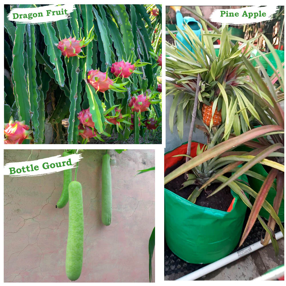 HDPE 24x15 Grow Bags for Home and Terrace Gardening Extra Thick Premium Quality Grow Bags - Image 7