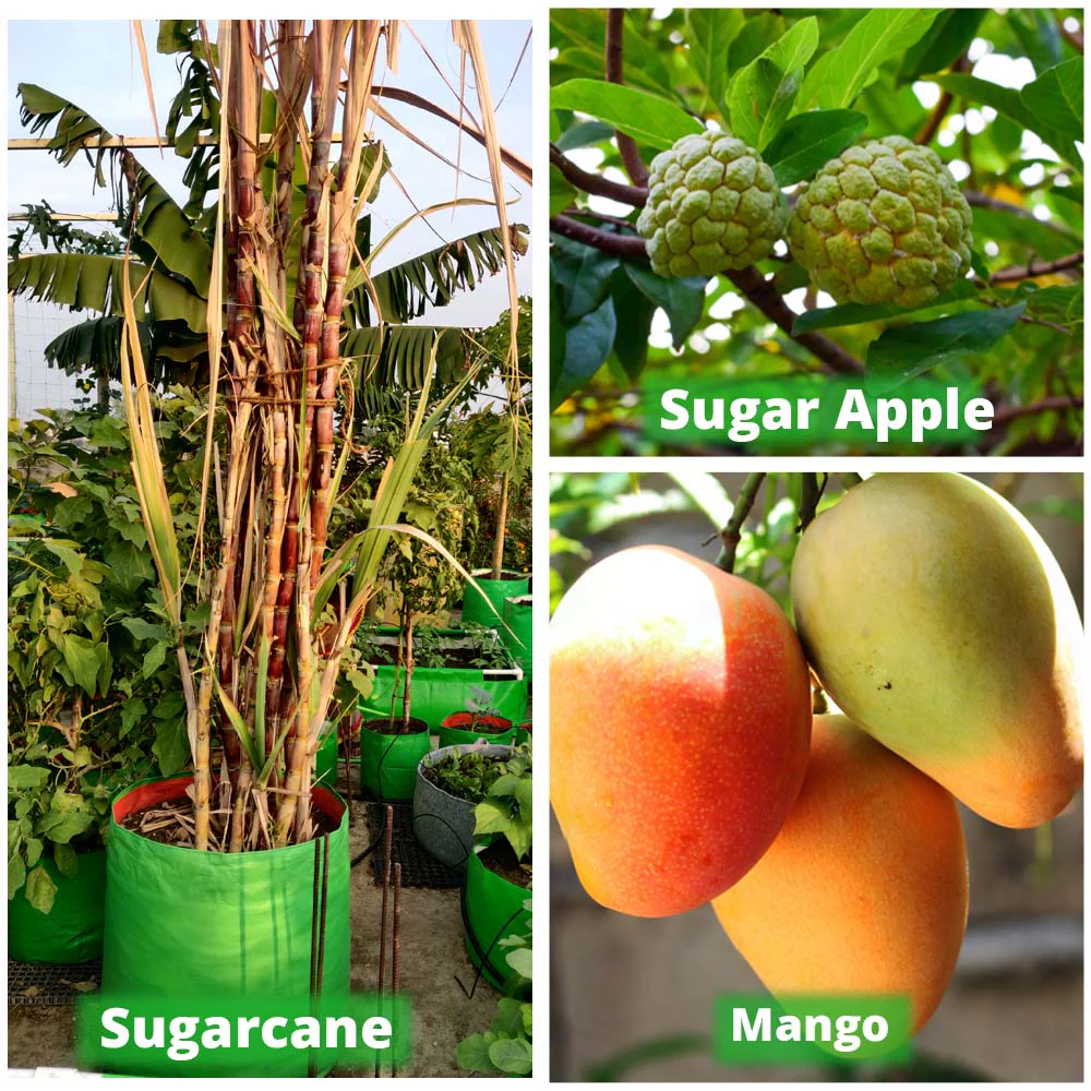 OrganicBazar 24X36 Very Large Grow Bag for Fruit Tree, Premium HDPE 260 GSM Green Big Planter for Terrace Garden - Image 11