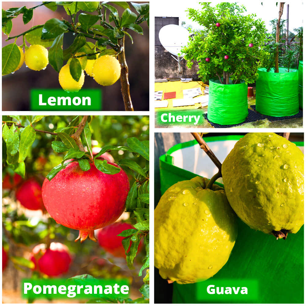 OrganicBazar 24X36 Very Large Grow Bag for Fruit Tree, Premium HDPE 260 GSM Green Big Planter for Terrace Garden - Image 12