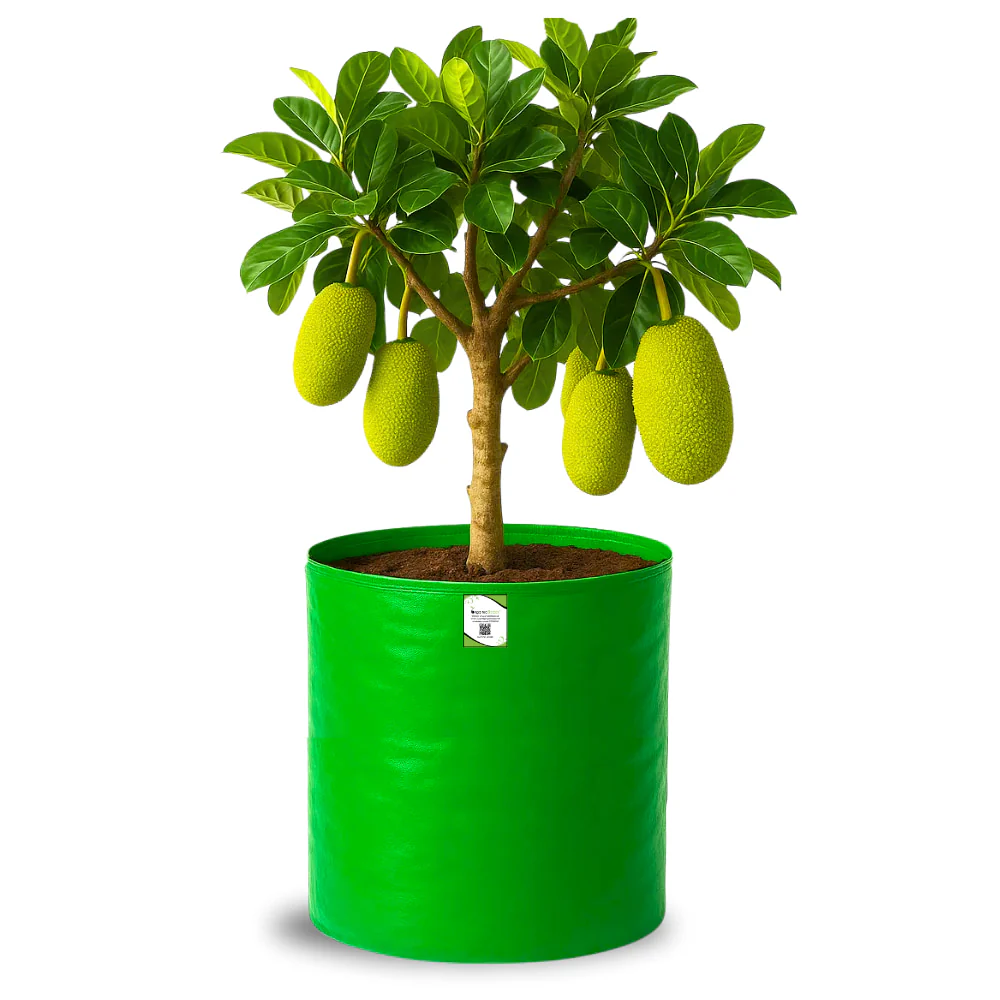 OrganicBazar 24X36 Very Large Grow Bag for Fruit Tree, Premium HDPE 260 GSM Green Big Planter for Terrace Garden - Image 8