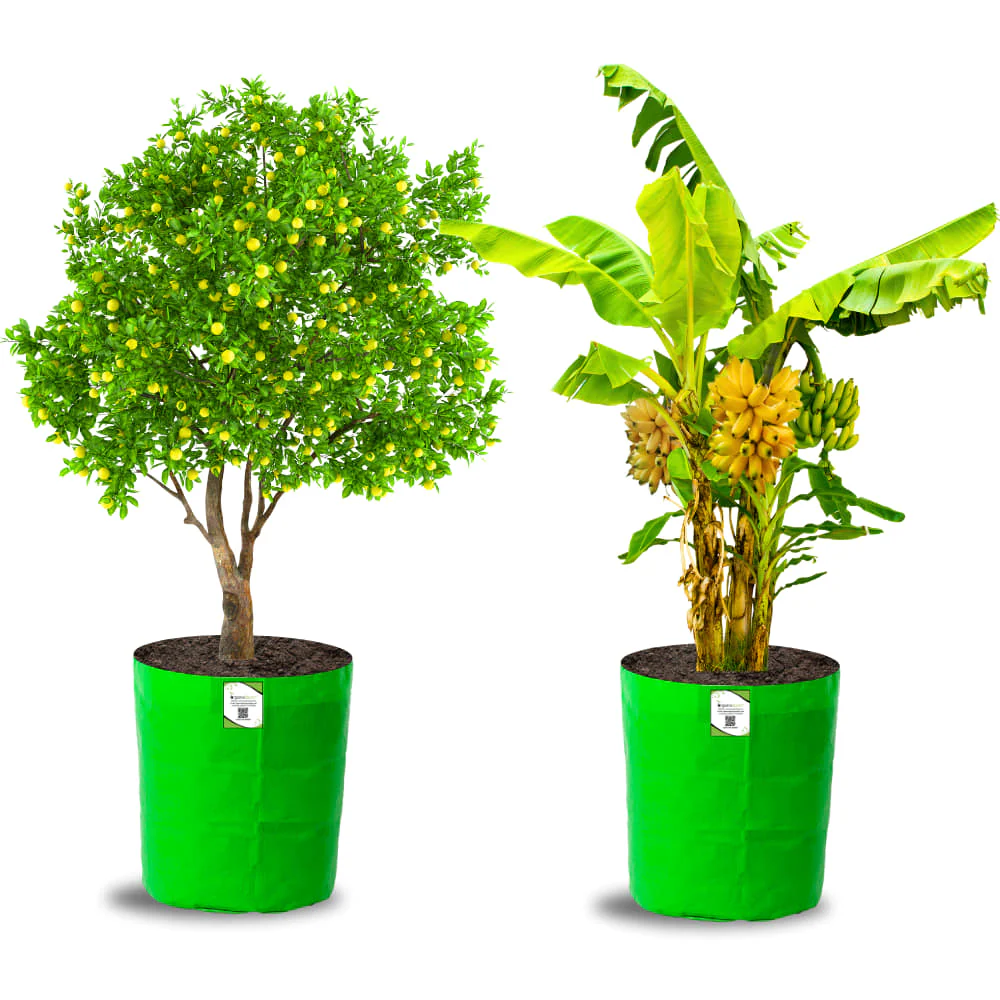 OrganicBazar 24X36 Very Large Grow Bag for Fruit Tree, Premium HDPE 260 GSM Green Big Planter for Terrace Garden - Image 9