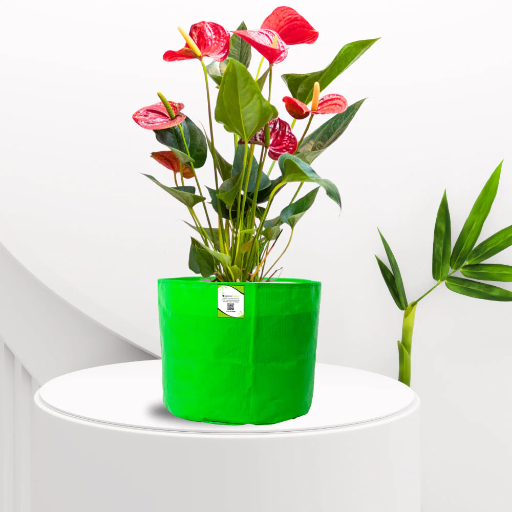 OrganicBazar 9x9 Small Grow Bag for Terrace Garden, Premium HDPE 260 GSM, Green Plant Bags - Image 10