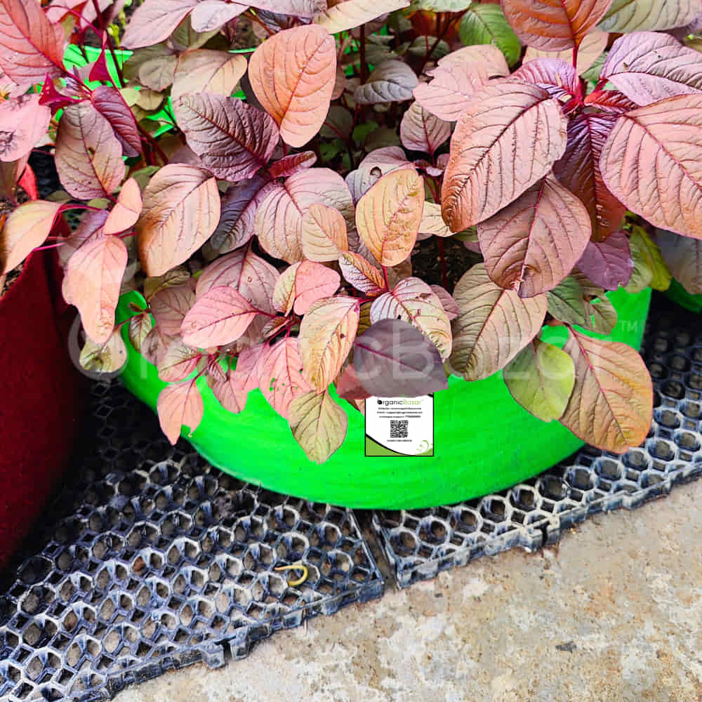 OrganicBazar 24x9 Grow Bag for Leafy Vegetables, Premium HDPE 260 GSM, Green Plant Bags for Terrace Garden - Image 7