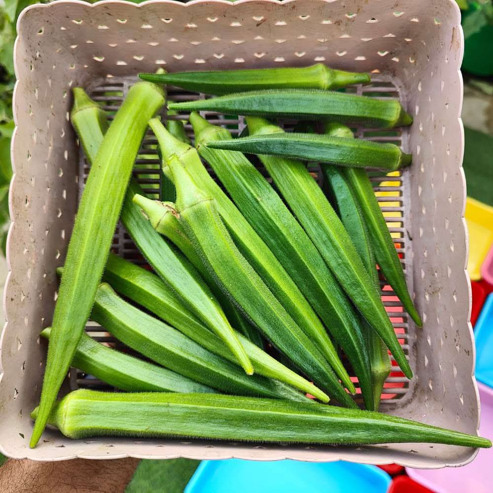 Okra or Lady Finger Hybrid (bhindi) Seeds - 50 Seeds (भिंडी के बीज) Easy To grow, High Germination, High Yield Okra Seeds for Home Gardening - Image 3