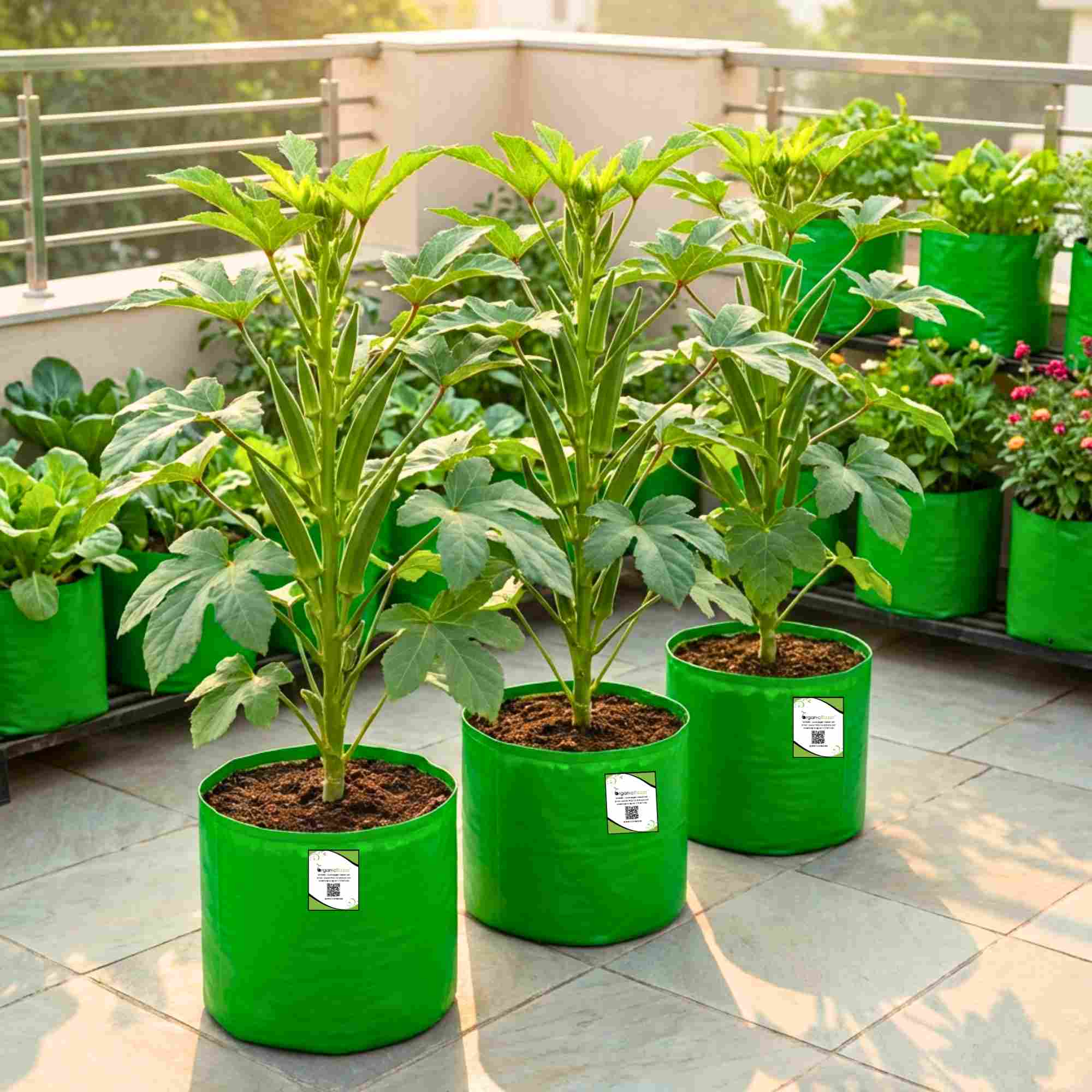 Okra or Lady Finger Hybrid (bhindi) Seeds - 50 Seeds (भिंडी के बीज) Easy To grow, High Germination, High Yield Okra Seeds for Home Gardening - Image 5