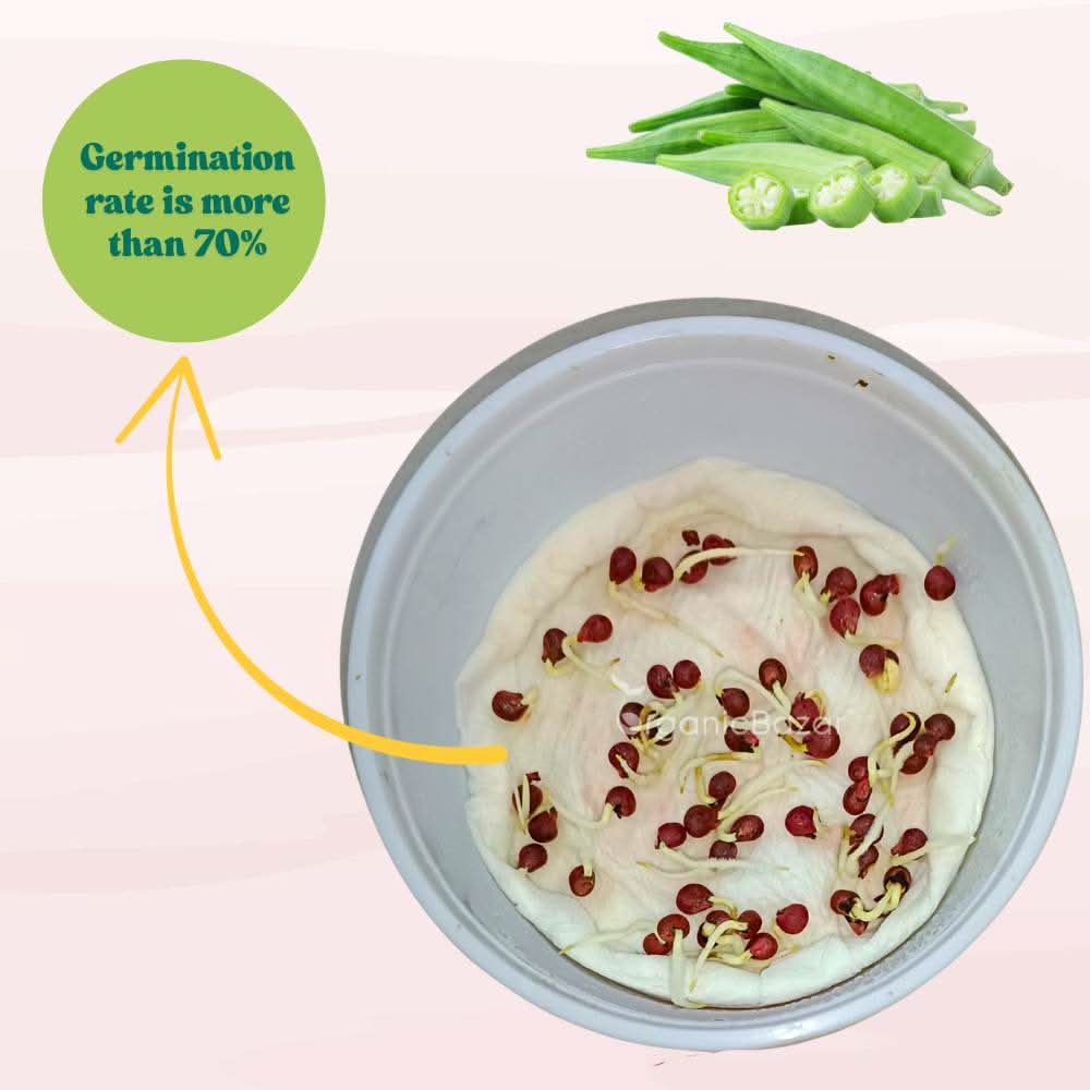 Okra or Lady Finger Hybrid (bhindi) Seeds - 50 Seeds (भिंडी के बीज) Easy To grow, High Germination, High Yield Okra Seeds for Home Gardening - Image 7