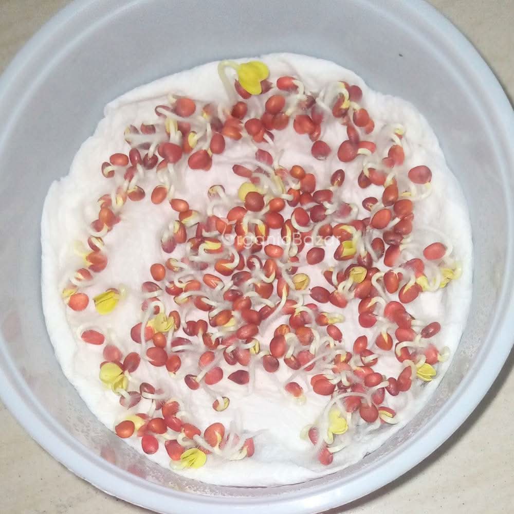 Radish (Mooli) Seeds White Long - 250 Seeds (मूली के बीज) - Image 4